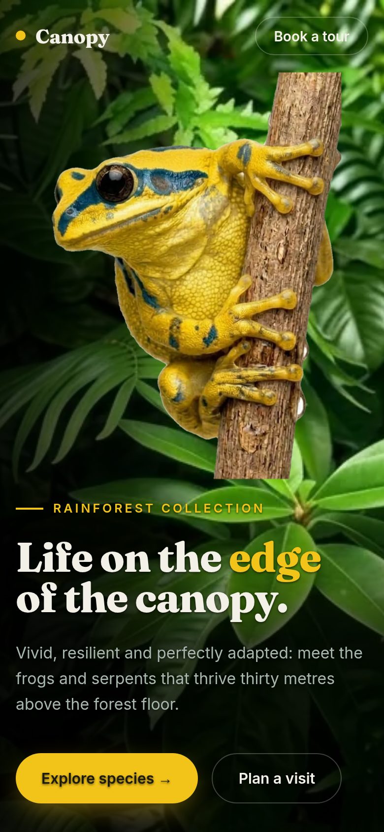 Rainforest Collection on a phone