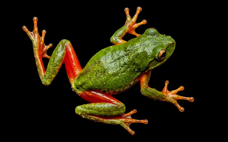 Rainforest Collection website
